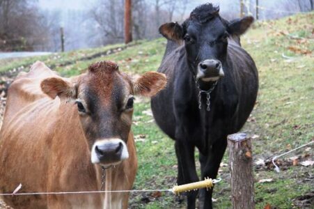 Considerations for Drinking Raw Milk and the Threat of Leucosis and Johnes Disease Image